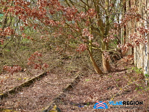 Zastávka a nákladiště Staré Místo u Jičína